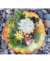 Succulent Pumpkin Workshop October 9th 7-9pm
