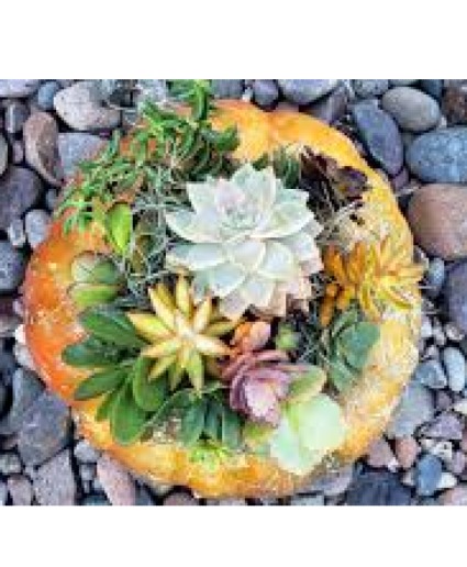 Succulent Pumpkin Workshop October 9th 7-9pm