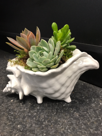 Succulent Sea Shell Everyday