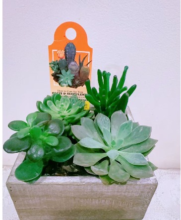 Succulent Serenity Box Plant in Winnipeg, MB | CHARLESWOOD FLORISTS Succulent Serenity Box Plant in Winnipeg, MB | CHARLESWOOD FLORISTS