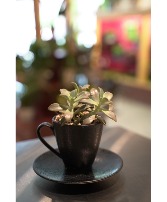 Succulent Sipper  Desktop Planter 