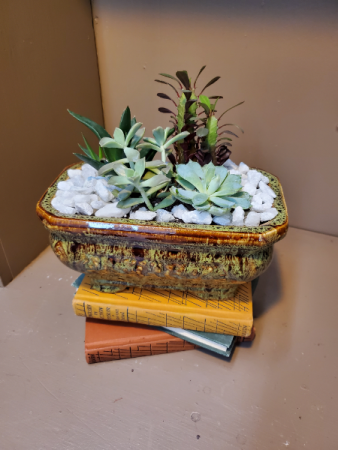 Succulent splendor Local delivery . Container colors will vary