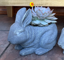 Succulent Stone Bunny 