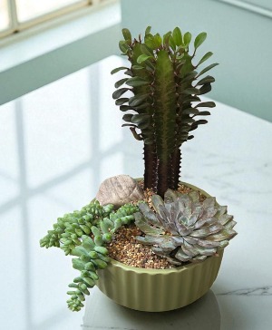 Succulent Stonescape Dish Garden