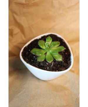 Succulent Succulent