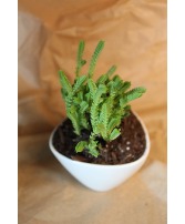 Succulent Succulent