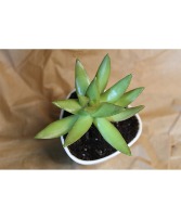Succulent Succulent
