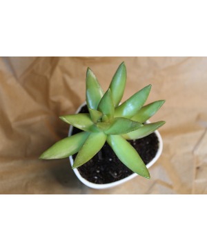 Succulent Succulent