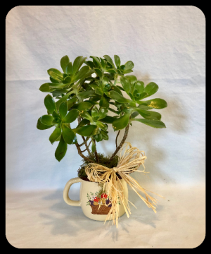 Succulent Suprise in Bryan, TX | NAN'S BLOSSOM SHOP Succulent Suprise in Bryan, TX | NAN'S BLOSSOM SHOP
