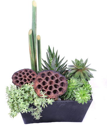 Succulent Surprise Succulent Planter in Washburn, ND | Frontier Floral & Gifts