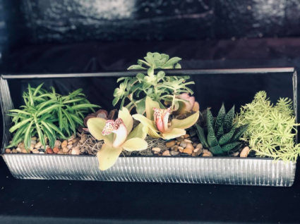 Succulent Table Garden