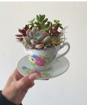Succulent Teacup  