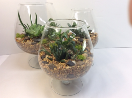 Succulent Terrarium