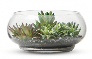 Succulent terrarium