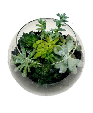 Succulent Terrarium 