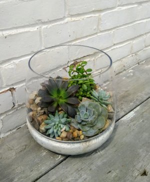 Succulent Terrarium Plants