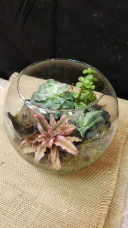 Succulent Terrarium Terrarium