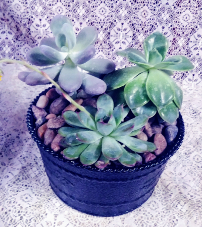 Succulent Tin