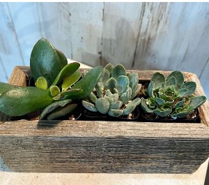 Succulent Trio 