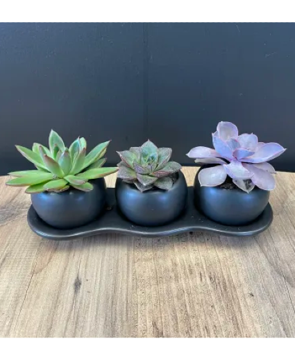 Succulent Trio Plant Garden