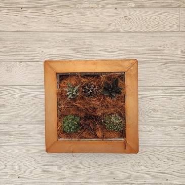 Succulent Wall planter plant in Evanston, IL | West End Florist & Garden Center Succulent Wall planter plant in Evanston, IL | West End Florist & Garden Center