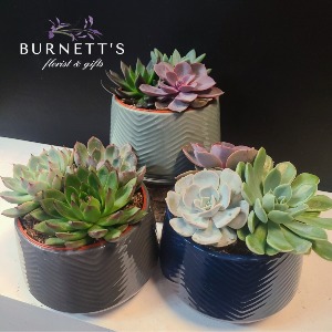 Succulent Wave  Planter