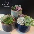 Succulent Wave  Planter