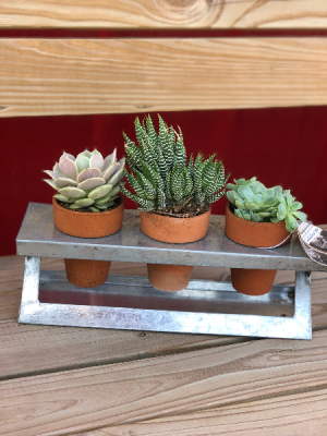 Succulent Windowsill Planter Plant in Mazomanie, WI | B-STYLE FLORAL AND GIFTS Succulent Windowsill Planter Plant in Mazomanie, WI | B-STYLE FLORAL AND GIFTS