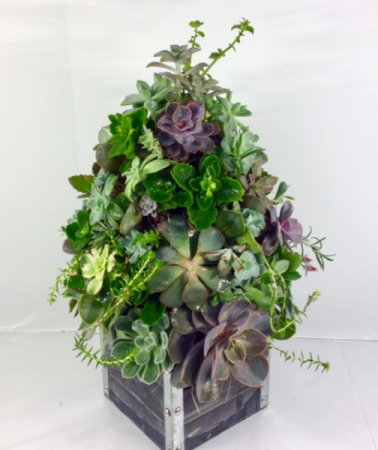 Succulent Wish
