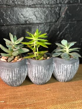 Succulent X3
