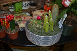 Succulent/Cactus  