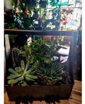 succulent/cactus planters  