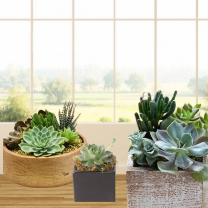 Succulents