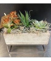 Succulents 