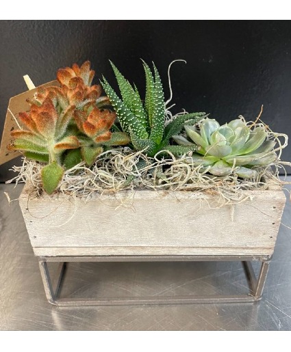 Succulents