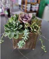 Succulents  Any occasion 
