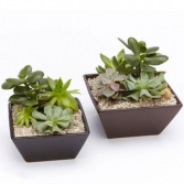Succulents Dish Small Succulents Dish (Only One)