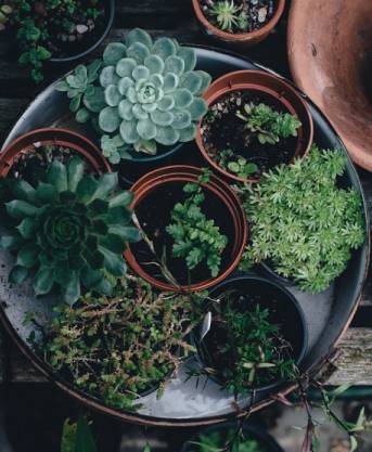 Designer's Choice Succulent Garden Plants & Terrariums