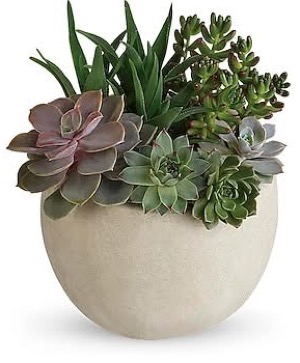 Succulents garden  Long lasting potted plants