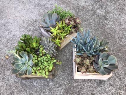 Succulents box A variety of succulents in a wooden box.