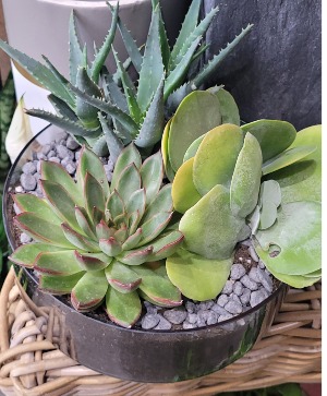 Succulents in a Glass Bowl 