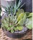 Succulents in a Glass Bowl 