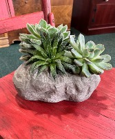 Succulents in a rock shaped container 