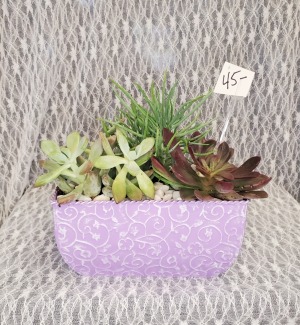 Succulent's in a Tin pail 