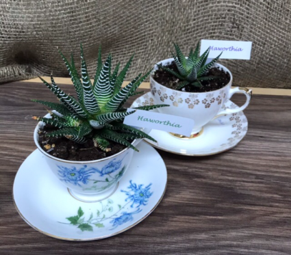 Succulents In assorted antique tea cup and saucer