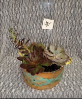 Succulents in basket 