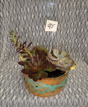 Succulents in basket 