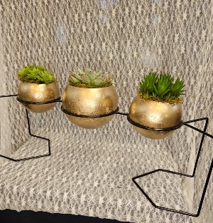 Succulents in Individual Containers 