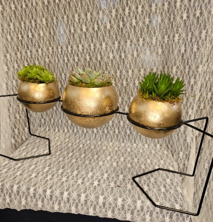 Succulents in Individual Containers
