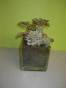 Succulents in moss and clear vase Las Vegas Plants
